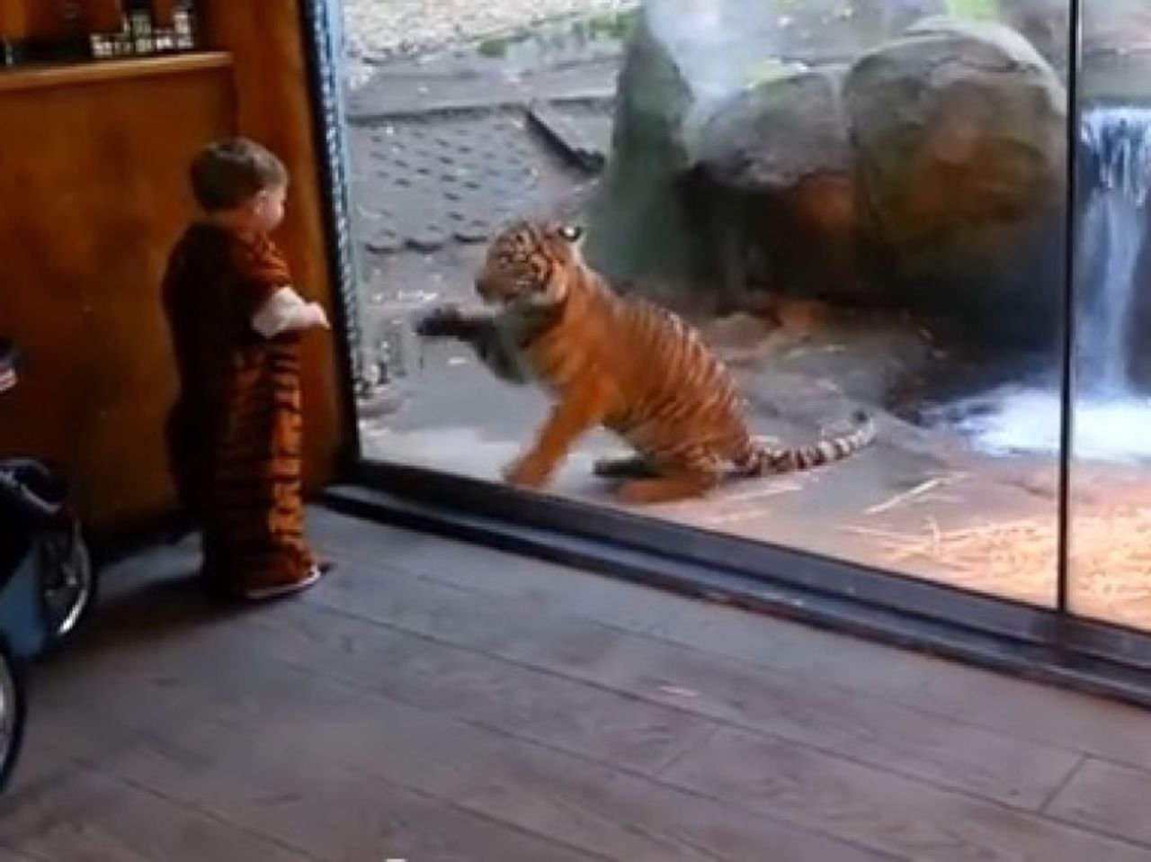 Marshall, un niño adorable de dos años se disfrazó como tigre para Halloween, y por supuesto, fue al zoológico para mostrar su disfraz. ¡El vídeo de su cita para jugar con su gemelo de la vida real es adorable! 