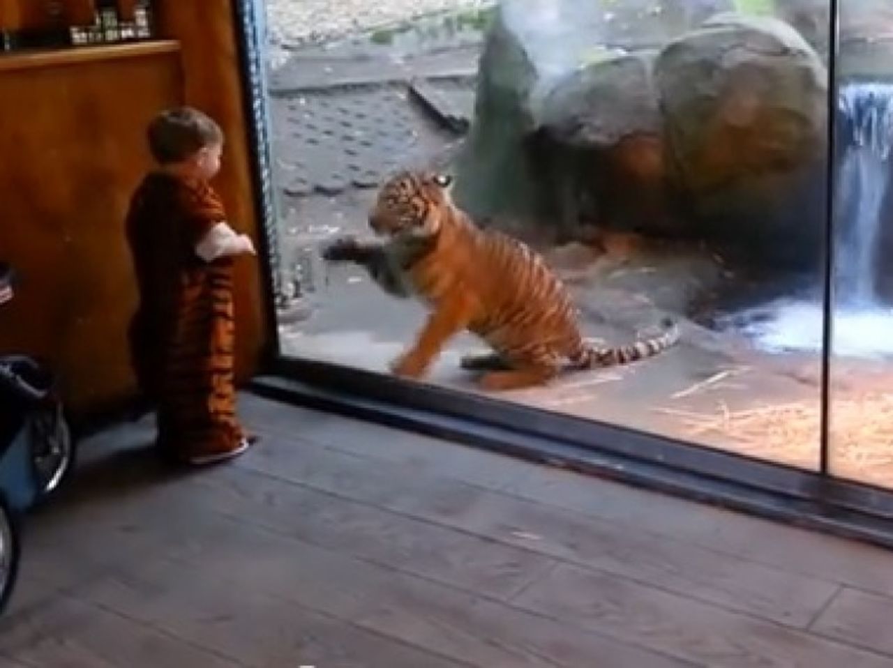 Marshall, un niño adorable de dos años se disfrazó como tigre para Halloween, y por supuesto, fue al zoológico para mostrar su disfraz. ¡El vídeo de su cita para jugar con su gemelo de la vida real es adorable!