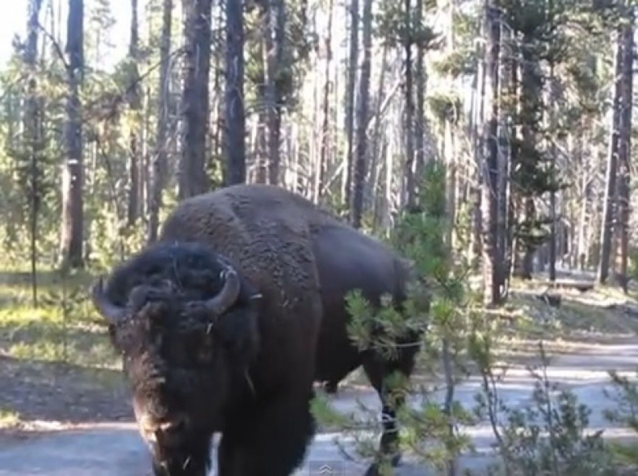 Una pareja visitando el Parque nacional de Yellowstone encontró un bisonte y menos mal fueron capaces de hacer un vídeo de esto. Porque aunque el animal tranquilamente pasó caminando por donde estaban, ¡las reacciones de la pareja al final del vídeo no tienen precio!