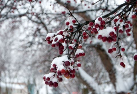 Snow accumulates on trees in Bay City, Michigan, on December 26.