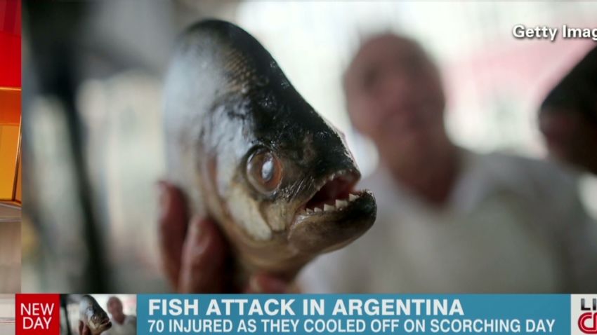 argentina fish attack Brown Newday _00002712.jpg