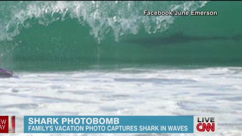 newday shark photobomb_00002922.jpg