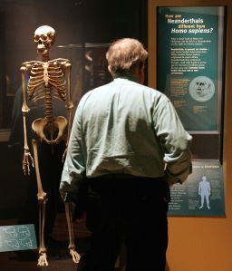 A man looks at an exhibit comparing modern humans to Neanderthals