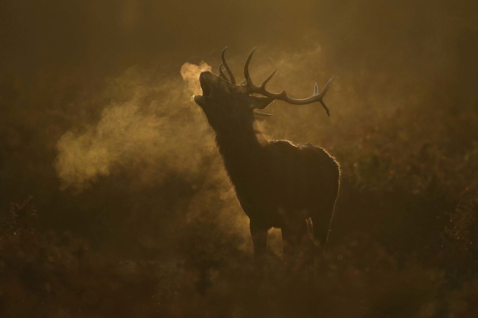 A stag bellows in the early morning light at London’s Bushy Park on Thursday, October 30.
