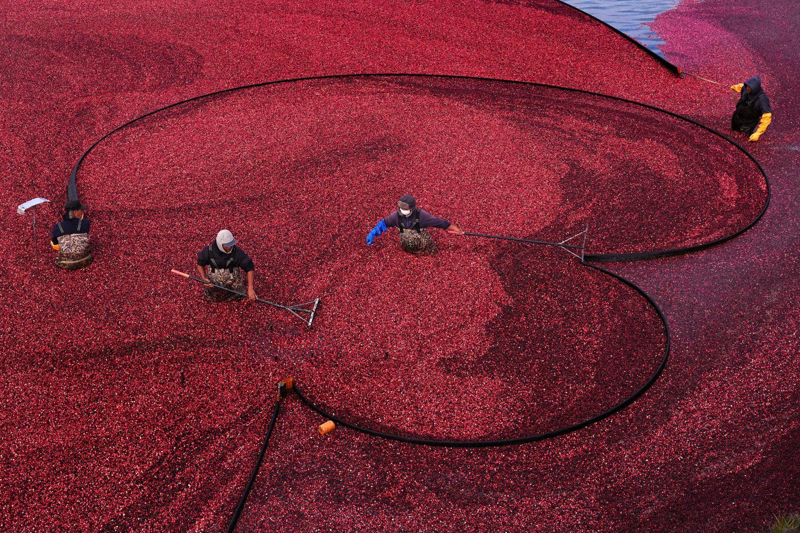 Workers position floating booms as they harvest cranberries in Middleborough, Massachusetts, on Friday, November 1.