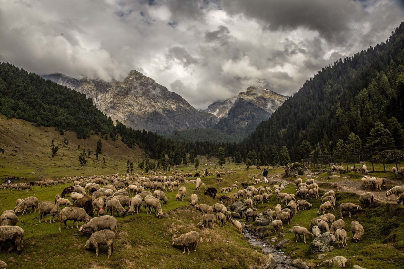 Sheep graze in Aru, India, on Sunday, October 5. Indian authorities have reopened 12 tourist destinations that were closed after an April terror attack in India-administered Kashmir.