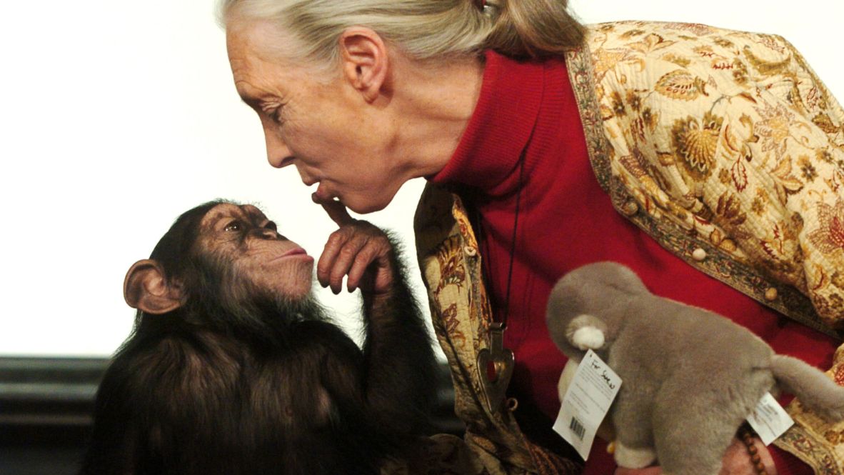 Goodall plays with Pola, a 14-month-old chimpanzee, at the Budapest Zoo in Hungary in 2004. Goodall was the first scientist to give names to her research subjects instead of the conventional practice of assigning them numbers.