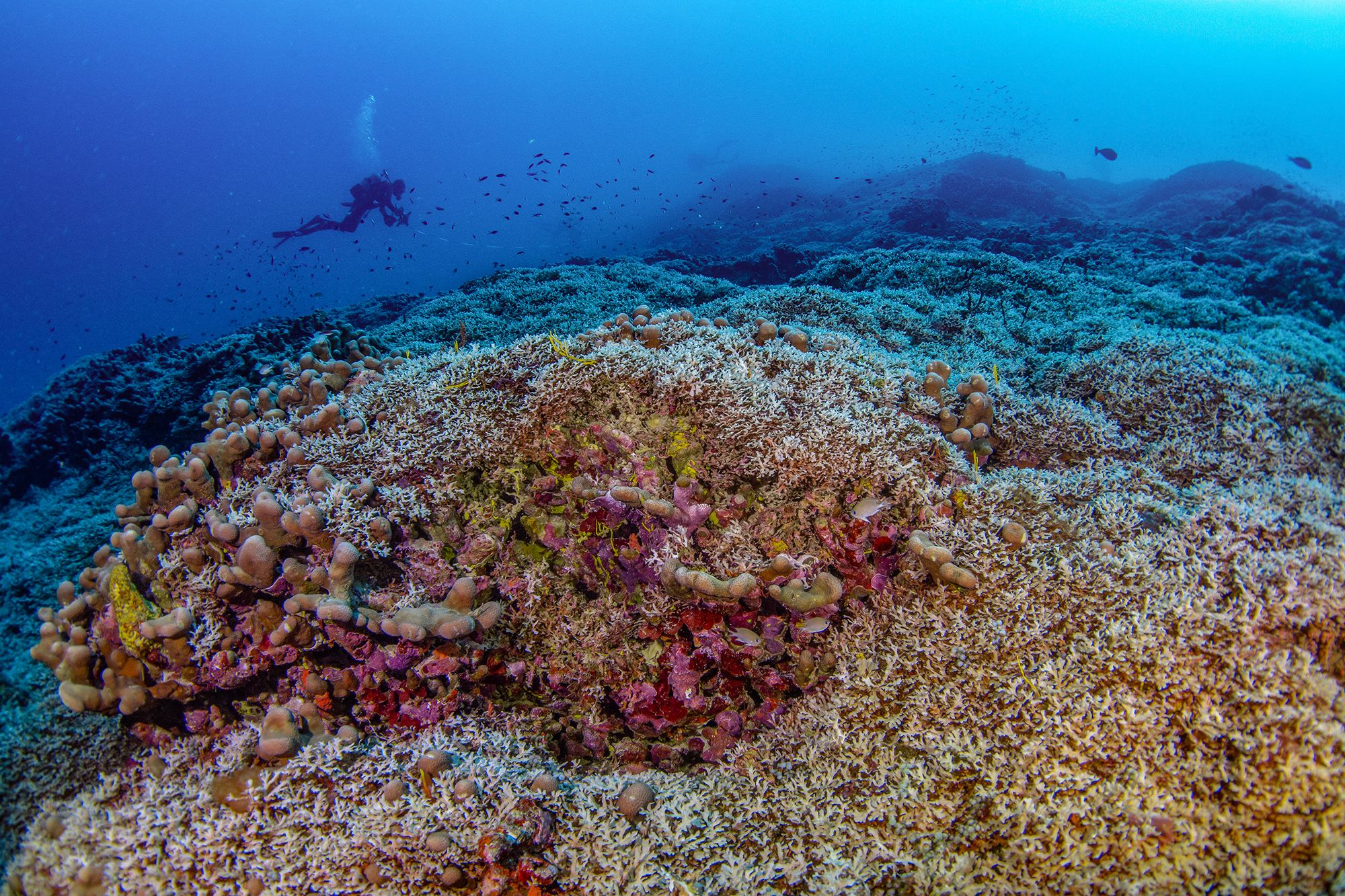 Scientists discover the world’s largest coral - so big it can be seen from ...