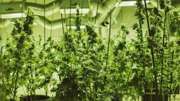 Marijuana plants sit under grow lights at the 3D Cannabis Center in Denver.