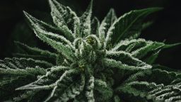 Marijuana plants grow in grow room of the LoDo Wellness Center in Denver, CO.