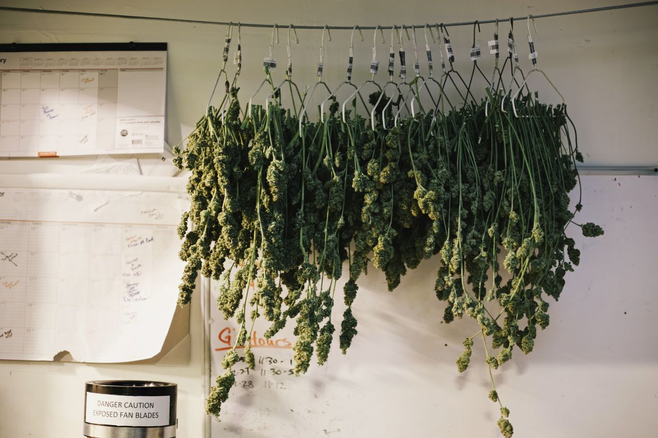 Marijuana dries next to a harvest calendar in the grow room of the LoDo Wellness Center.