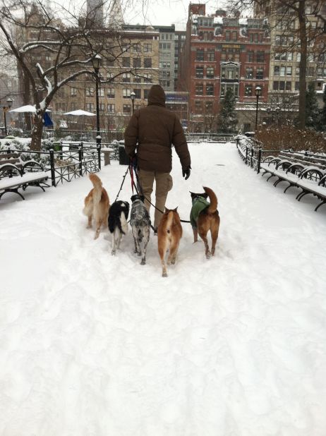 Friday's snowstorm wasn't going to slow down New Yorkers, whether on two legs or four, said <a href="http://ireport.cnn.com/docs/DOC-1072088">Marjorie Zien</a>. While commuting to work, she photographed this man walking five dogs in Union Square Park on January 3.