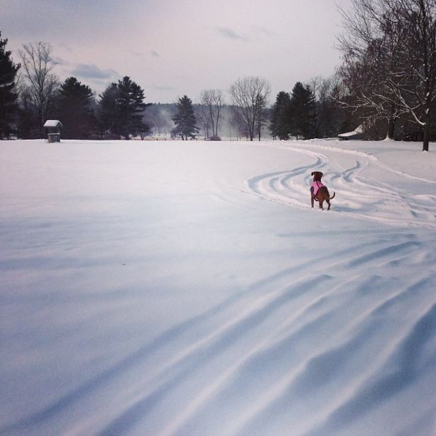 <a href="http://ireport.cnn.com/docs/DOC-1072201">Julie Johnson</a> and her dog, Kaiah, enjoyed a snow day in the Berkshires on Friday. She photographed Kaiah staring off into snow, which blanketed Great Pine Farm in Great Barrington, Massachusetts.