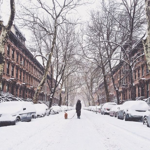 Spending a quiet moment out in the snow, <a href="http://ireport.cnn.com/docs/DOC-1072196">Tamara Peterson</a> photographed a neighbor walking her dog in the Fort Greene neighborhood of New York City.