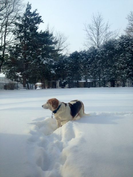 New Jersey resident <a href="http://ireport.cnn.com/docs/DOC-1072206">Donna Dempsey </a>couldn't stop her beagle, Batman, from dashing into the white fluffy stuff on Friday morning. "He was out there checking out all the smells and keeping an eye on his yard. He loves being outside and forging paths," she said.