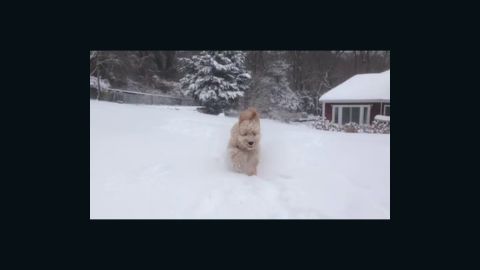 <a href="http://ireport.cnn.com/docs/DOC-1072214">Karsh Sahay's</a> goldendoodle puppy was beside himself when he ran out into the snow in Glen Head, New York, an area that had more than 10 inches of snowfall on January 2.