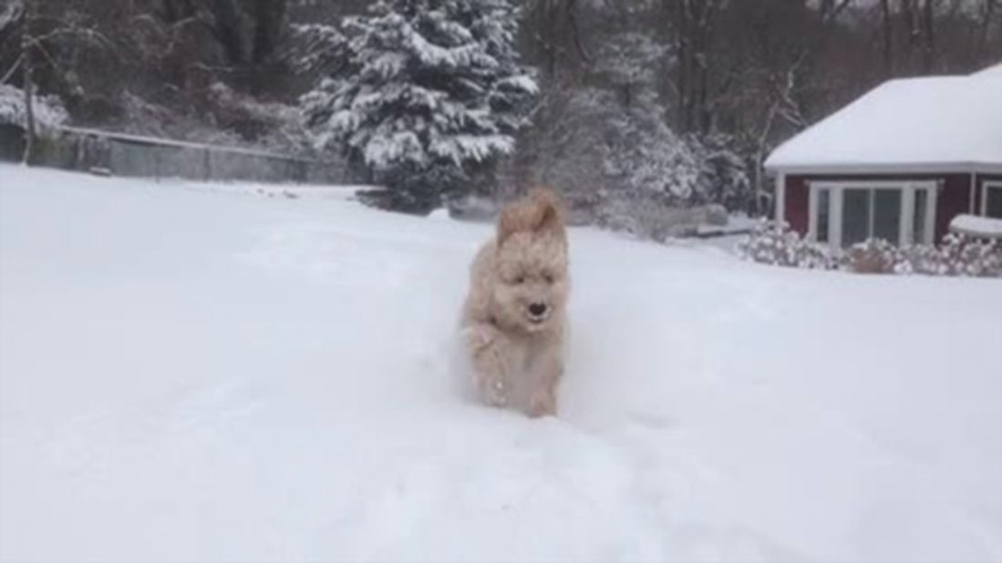 <a href="http://ireport.cnn.com/docs/DOC-1072214">Karsh Sahay's</a> goldendoodle puppy was beside himself when he ran out into the snow in Glen Head, New York, an area that had more than 10 inches of snowfall on January 2.