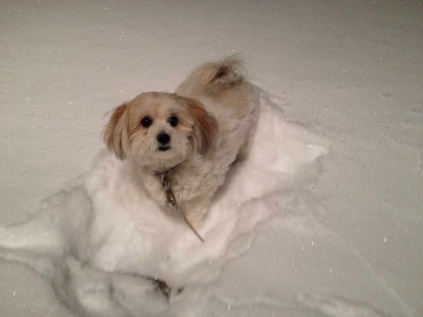 It was a snowy evening on January 2 when <a href="http://ireport.cnn.com/docs/DOC-1072210">Melissa Nims</a>' 2-year-old pomapoo Chloe wanted to go outside. Her area of Macedon, New York, got more than 12 inches of snow. It was the perfect amount for Chloe to play in. "She ran around and kept sticking her face into the snow," she said.