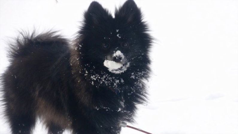 <a href="https://twitter.com/Bremanie/status/419532515074789376" target="_blank" target="_blank">Stephanie Bremenour's </a>pomeranian, Dundie, is really specific when it comes to what kind of snow he will play in. "He only likes to walk in the fresh snow on his walks. The deeper the snow, the better! As you can see from the picture, he also loves to eat snow," the Michigan resident said.