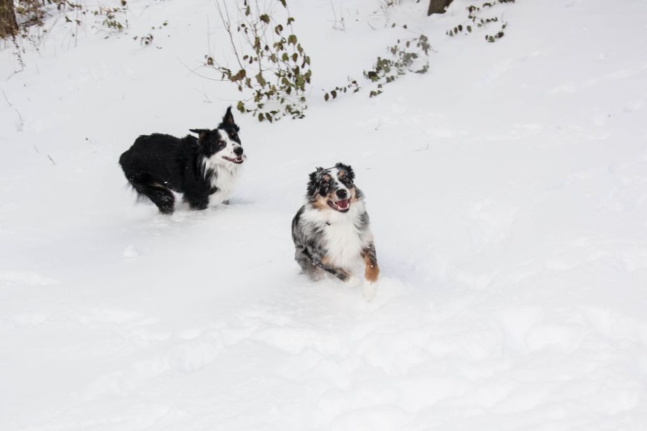 <a href="http://ireport.cnn.com/docs/DOC-1072500">Emily Brown</a> has two incredibly active Australian shepherds. The two brothers were partaking in "snow madness" as she likes to call it. "They will jump up and down, bury themselves in the snow, and chase each other through the yard," the Indianapolis resident said. 