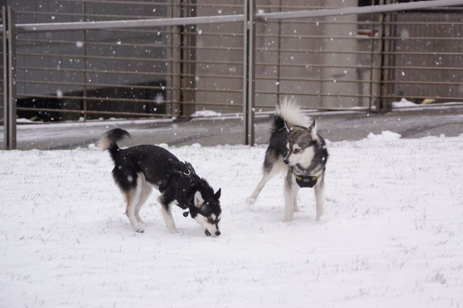 The unbelievably cold weather in New York City didn't stop <a href="http://ireport.cnn.com/docs/DOC-1072605">Dan Gareau's </a>two mini huskies from running wild in Central Park. He says Voxel and Pixel were made for the snow. "They play, prance, roll around, bite snowballs in the air," he said. 