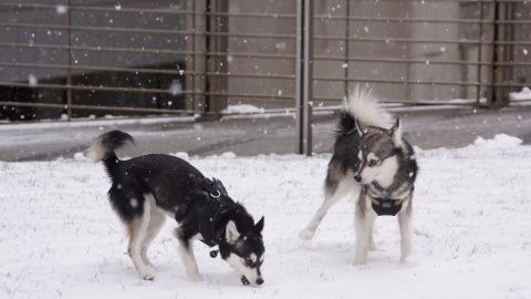 The unbelievably cold weather in New York City didn't stop <a href="http://ireport.cnn.com/docs/DOC-1072605">Dan Gareau's </a>two mini huskies from running wild in Central Park. He says Voxel and Pixel were made for the snow. "They play, prance, roll around, bite snowballs in the air," he said.