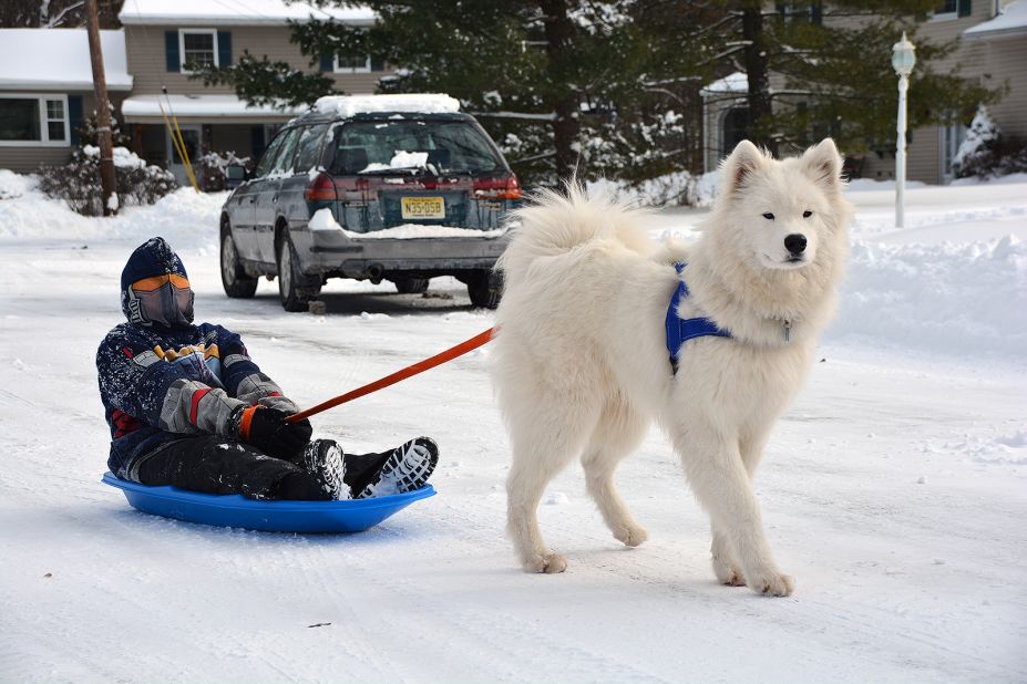 This samoyed named <a href="http://ireport.cnn.com/docs/DOC-1072647">Chewie</a> looks majestic against the snowy backdrop in New Providence, New Jersey. The area got more than 7 inches of snow on January 3 and Chewie can't get enough of the fresh powder.