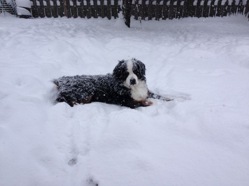 <a href="http://ireport.cnn.com/docs/DOC-1072527">Kimberly Stoltman's</a> bernese mountain dog Cole just wanted to sprawl out in the snow that piled up in their back yard in Arlington Heights, Illinois, on January 3. "I have to bribe him with food to get him in and even that doesn't always work," she said. 