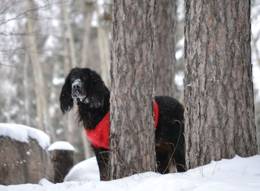 Even though her 10-year-old gordon setter Pete is getting older, <a href="http://ireport.cnn.com/docs/DOC-1072677">Christine Nelson</a> says he enjoys everything about the snow. The Wisconsin resident photographed Pete trotting through the snow in their backyard after more than 20 inches accumulated in some parts of their area. 