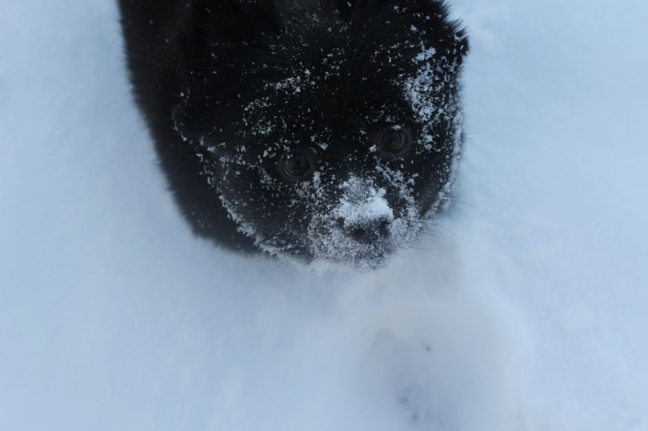 <a href="http://ireport.cnn.com/docs/DOC-1072603">Judy Schapker's</a> pomeranian Jet can't stop sticking his face in the snow.  "If we throw a handfull of snow into the air, he loves to jump up and try to catch it as it falls," the Cincinnati resident said.