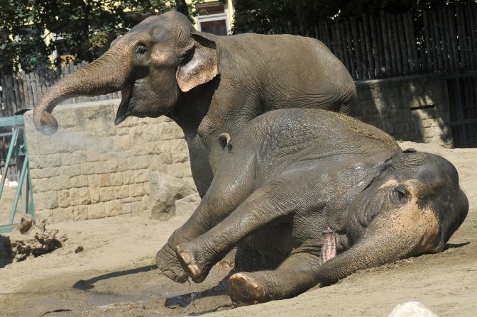 Los elefantes Hella y Zitta en una foto de 2009.