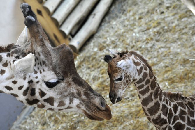 Una jirafa recién nacida junto a su madre en 2010.