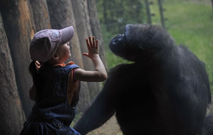 Una niña juega con un gorila en el zoológico de Budapest en 2011.