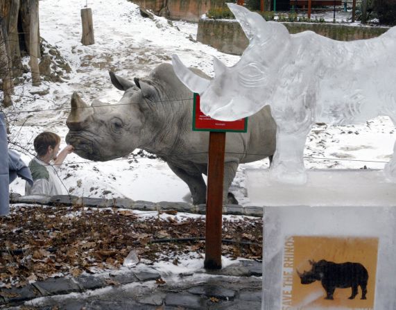 Un cuidador alimenta a un rinoceronte blanco en 2005.
