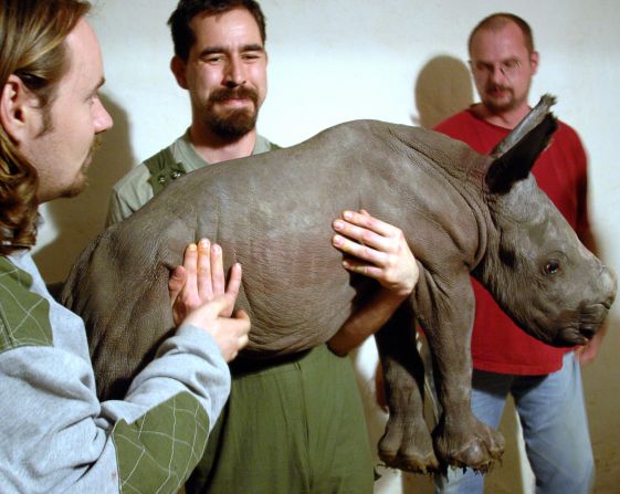 Un rinoceronte recién nacido en 2007.