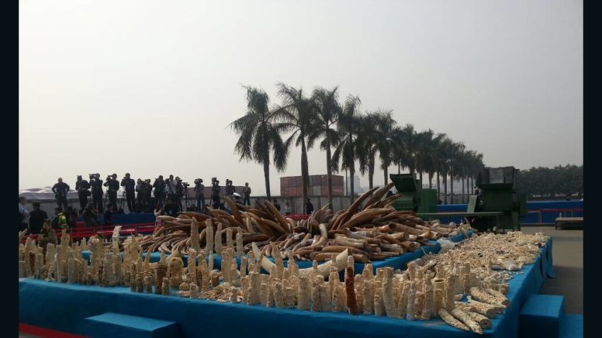 More than 6 tons of confiscated ivory, which the Chinese government destroyed in a ceremony in Guangzhou on January 6, 2014.