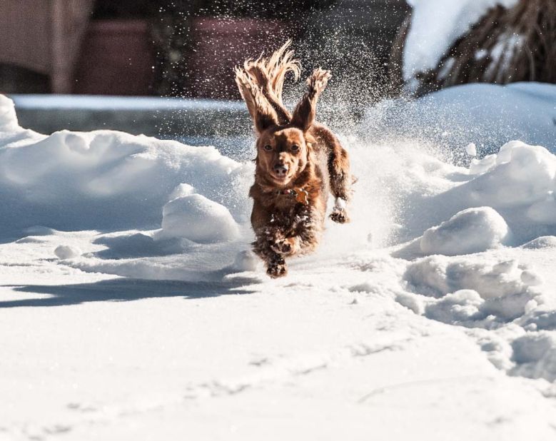 A massive snowstorm that affected nearly a third of the nation left many people not wanting to leave their homes. But countless dogs, like <a href="http://ireport.cnn.com/docs/DOC-1072983">Todd Joyce's</a> pup Ginger, couldn't resist playing in the snow. Here's Ginger on a brief excursion in their snowy neighborhood of Lebanon, Ohio.