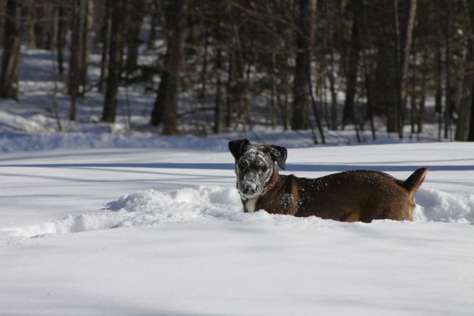 <a href="http://ireport.cnn.com/docs/DOC-1072604">Beth Kelly's</a> Jack Russell and black lab mix Harper isn't fazed by the cold weather in Strafford, New Hampshire. She photographed Harper after she buried her face into the fresh snow. "She loves snow and likes to bury her head in it, searching for who knows what," she said. 