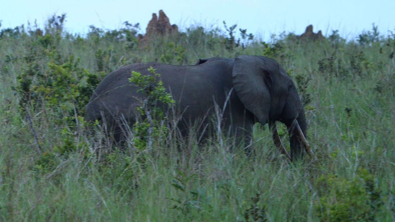 The only forest elephant our team came across in our time in Odzala. The non-profit group African Parks -- which runs Odzala -- estimates that Central Africa has lost 62% of its forest elephant population in the last decade.