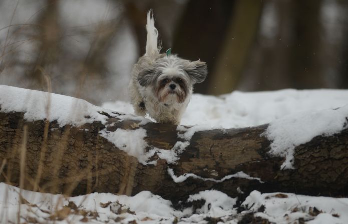<a href="http://ireport.cnn.com/docs/DOC-1072930">Evan Sanders</a> shot this photo of his girlfriend's dog, Valentino, a shih tzu mix, romping in the snow while they hiked the trails in Pittsburgh's Emerald Park Sunday. 