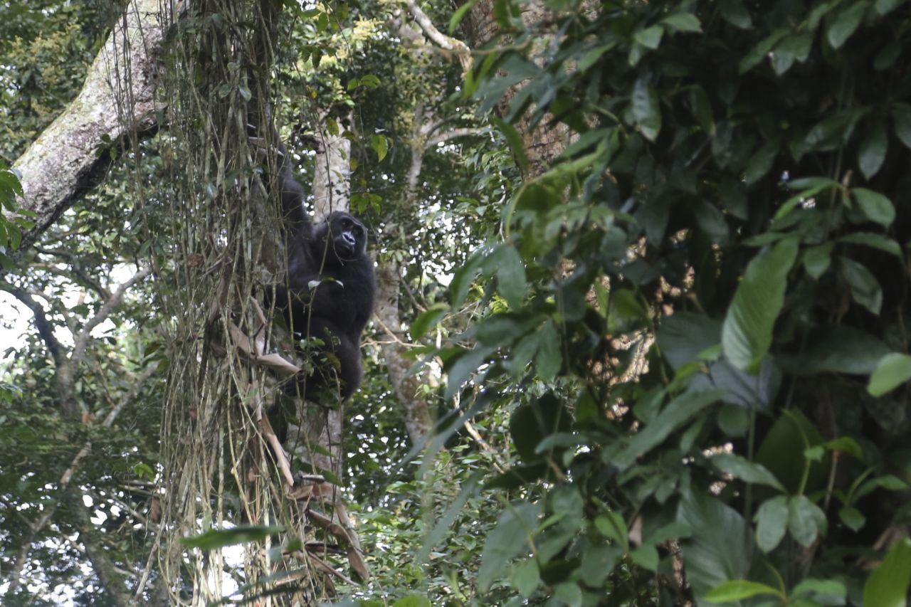 One of the best performing sub-sectors within the wildlife tourism industry is gorilla treks, such as in <a href="http://www.ugandawildlife.org/explore-our-parks/parks-by-name-a-z/bwindi-impenetrable-national-park" target="_blank" target="_blank">Bwindi Forest National Park</a>, Uganda. Permits to visit a gorilla family cost between $500-700, meaning the forest, home to roughly half the world's wild mountain gorillas, generates approximately $15 million annually. <br /><br /><a href="http://edition.cnn.com/videos/intl_tv-shows/2015/07/27/spc-africa-view-wildlife-tourism.cnn"><strong>Watch: </strong><strong>Wildlife tourism is booming in Africa</strong></a>