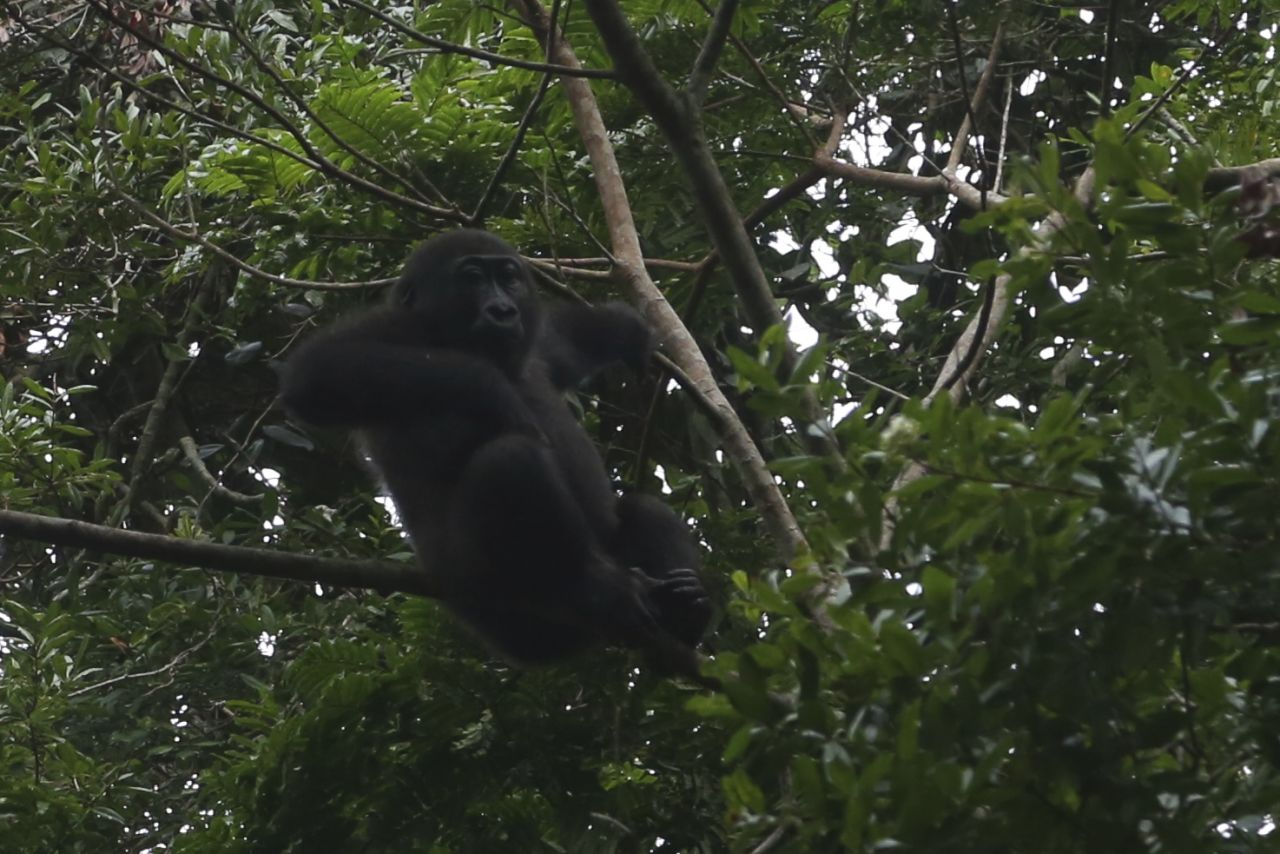 The number of Western Lowland Gorillas was unknown until a recent discovery of a population in the northern part of the Republic of Congo. Estimates are that some 125,000 remain in the wild.
