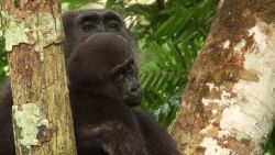spc inside africa western lowland gorillas a_00085205.jpg