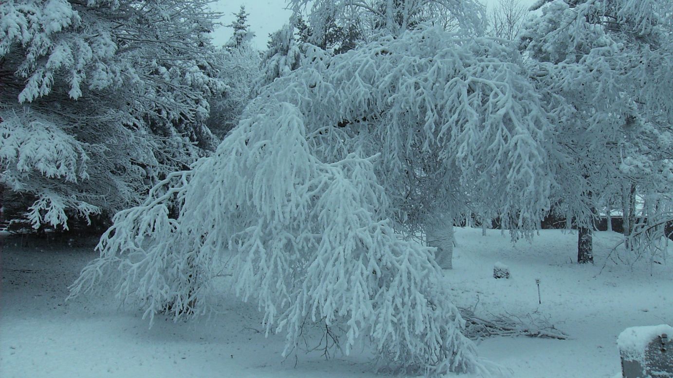 Trees are weighed down with snow in the Long Lake area in Michigan on January 5. 