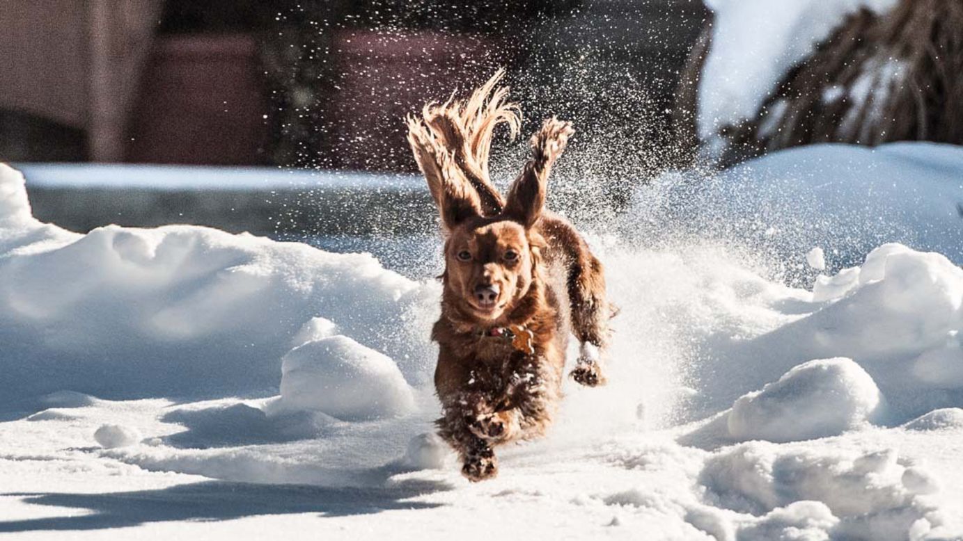 CNN iReporter Todd Joyce took this photo of his dog, Ginger, playing in the snow in Ohio on January 5. 