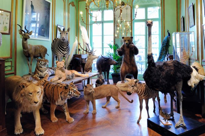 Stuffing all creatures great and small since 1831, the exotic Paris taxidermist Deyrolle is owned by a prince -- Louis Albert de Broglie.