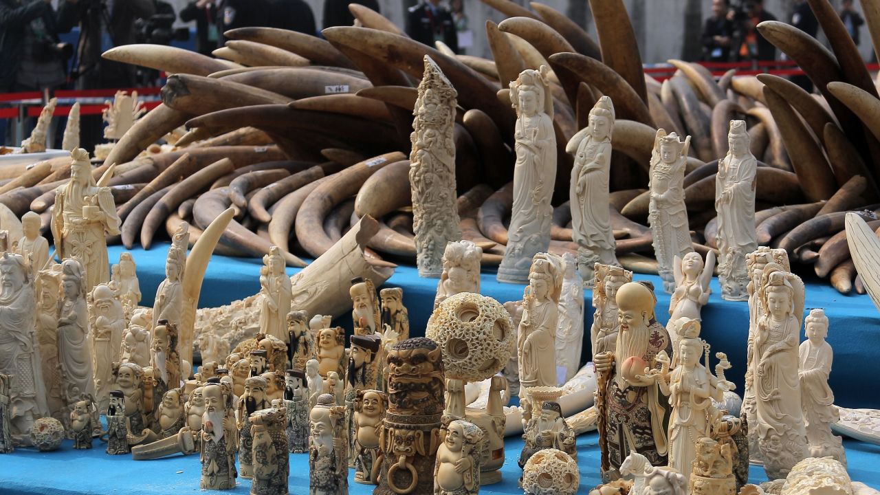 Ivory is displayed before being crushed during a public event in Dongguan, Guangdong province on January 6, 2014. 