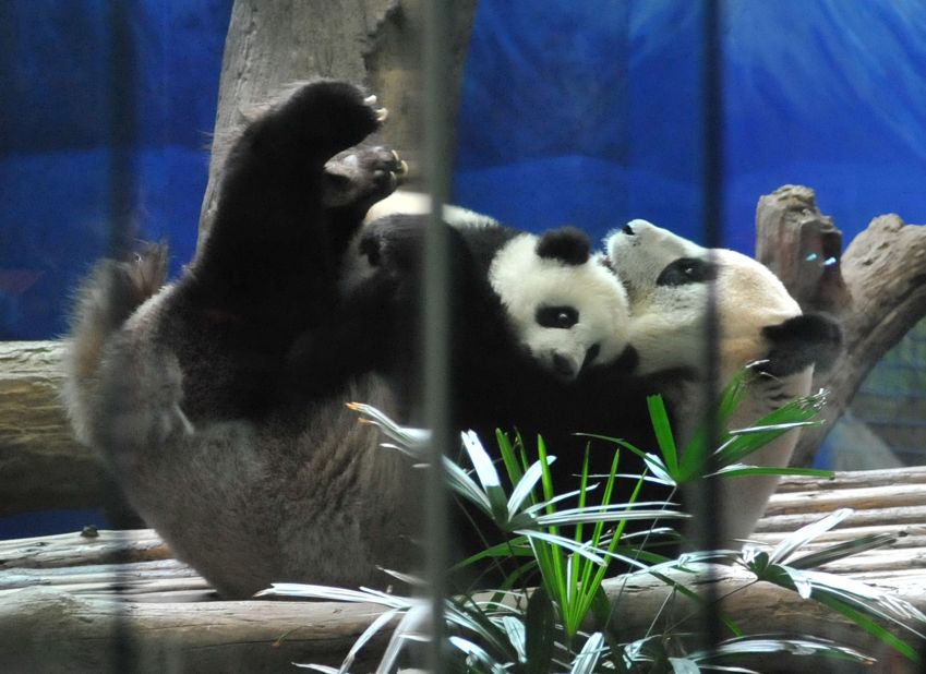 Hundreds of people watched Yuan Zai fall asleep with her mother. 