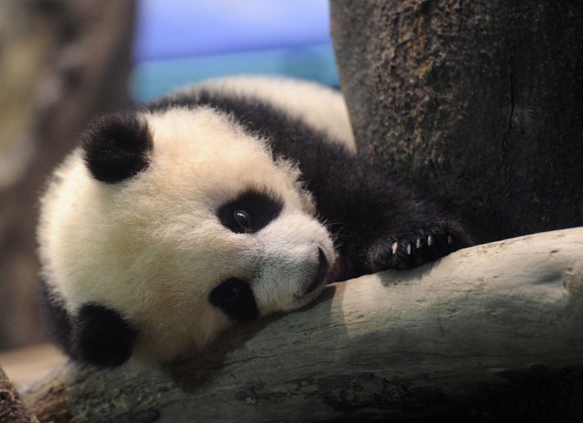 More than 10,000 visitors lined up outside the zoo for a glimpse of the cute celebrity -- who spent much of the time slumbering.