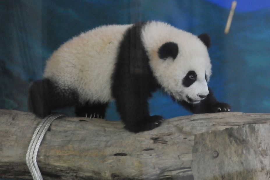 Giant pandas are endangered species that mainly reside in China's Sichuan province.